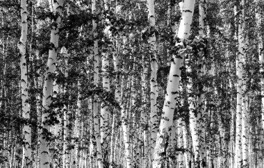 Siyah beyaz huş ağacı grove