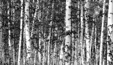 Siyah beyaz huş ağacı grove