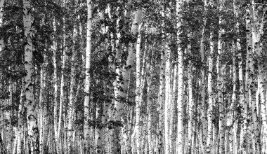 Siyah beyaz huş ağacı grove