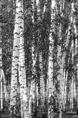 Siyah beyaz huş ağacı grove
