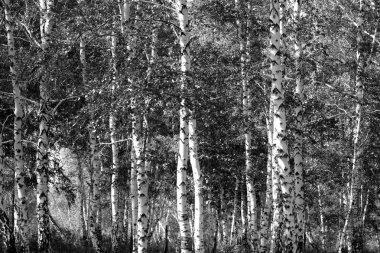 Siyah beyaz huş ağacı grove
