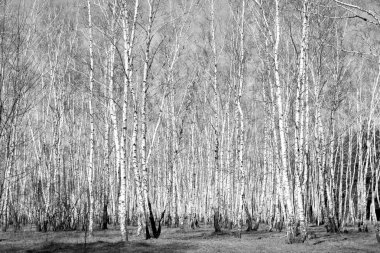 Siyah beyaz huş ağacı grove