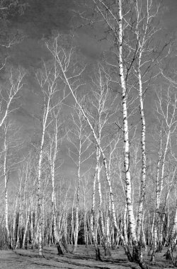 Siyah beyaz huş ağacı grove