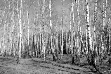Siyah beyaz huş ağacı grove