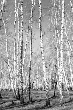 Siyah beyaz huş ağacı grove
