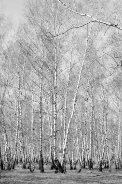 Siyah beyaz huş ağacı grove