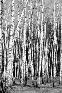 Siyah beyaz huş ağacı grove