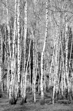 Siyah beyaz huş ağacı grove