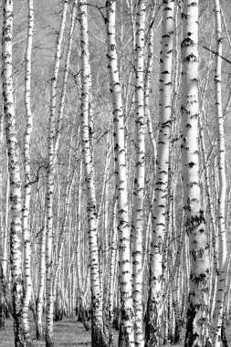 Siyah beyaz huş ağacı grove