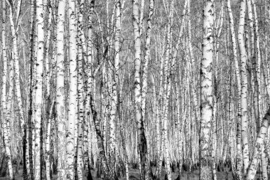 Siyah beyaz huş ağacı grove