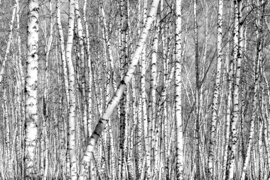 Siyah beyaz huş ağacı grove