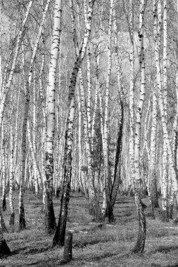 Siyah beyaz huş ağacı grove