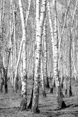 Siyah beyaz huş ağacı grove