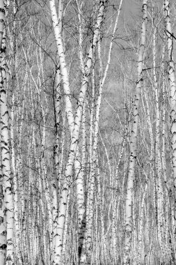 Siyah beyaz huş ağacı grove