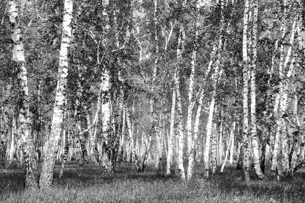 Siyah beyaz huş ağacı grove