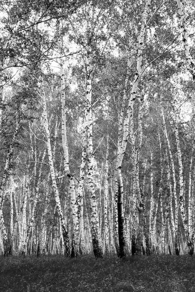 Siyah beyaz huş ağacı grove