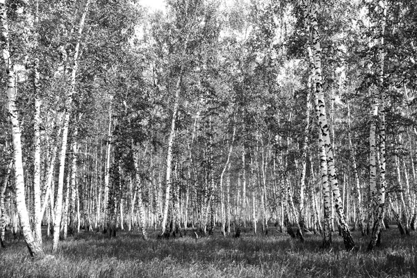 Siyah beyaz huş ağacı grove