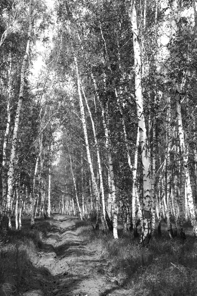 Siyah beyaz huş ağacı grove