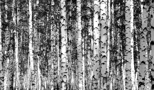 Bosque de abedul en blanco y negro — Foto de Stock