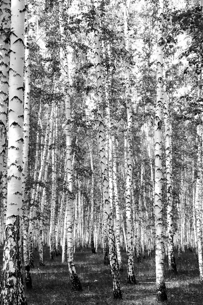 Siyah beyaz huş ağacı grove