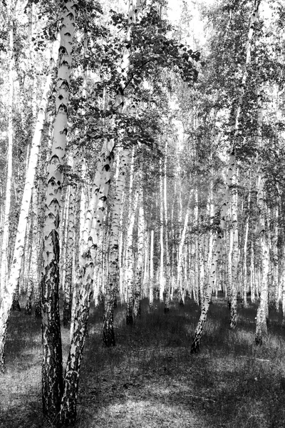 Siyah beyaz huş ağacı grove