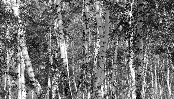 Siyah beyaz huş ağacı grove