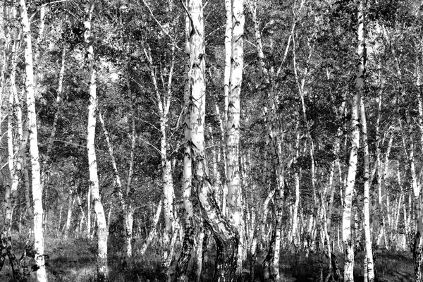 Siyah beyaz huş ağacı grove