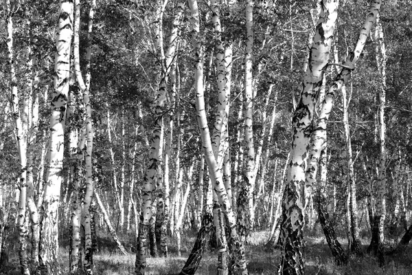 Siyah beyaz huş ağacı grove