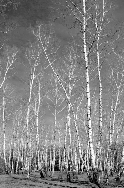 Siyah beyaz huş ağacı grove