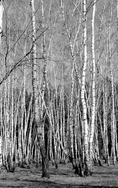 Siyah beyaz huş ağacı grove