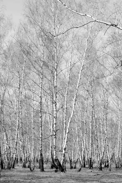 Siyah beyaz huş ağacı grove