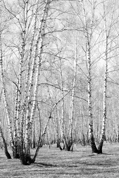 Siyah beyaz huş ağacı grove