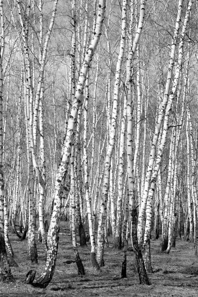 Siyah beyaz huş ağacı grove