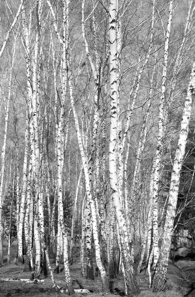 Siyah beyaz huş ağacı grove
