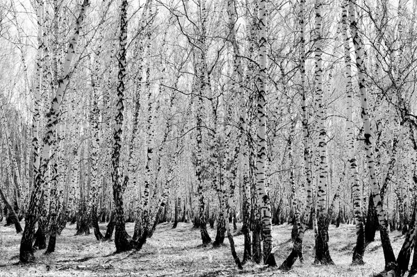 Siyah beyaz huş ağacı grove