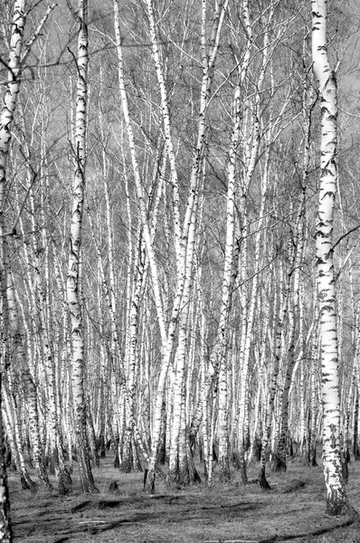 Siyah beyaz huş ağacı grove