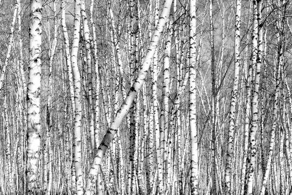 Siyah beyaz huş ağacı grove