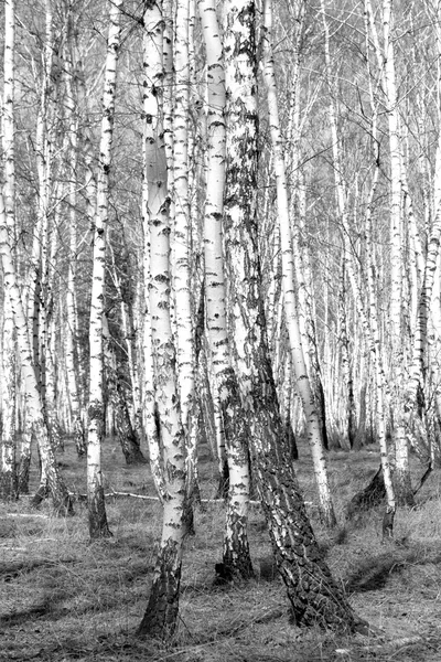 Siyah beyaz huş ağacı grove