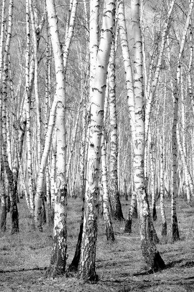 Siyah beyaz huş ağacı grove