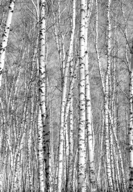 Siyah beyaz huş ağacı grove