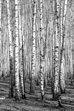Siyah beyaz huş ağacı grove