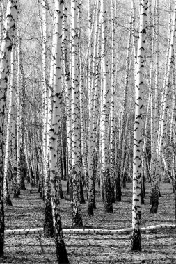 Siyah beyaz huş ağacı grove