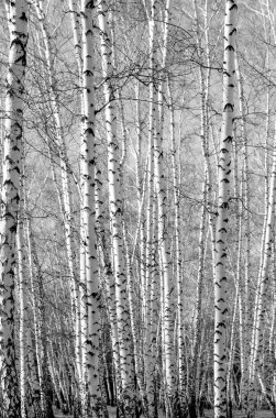 Siyah beyaz huş ağacı grove