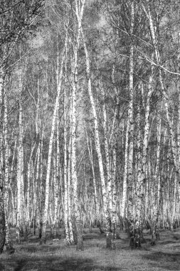 Siyah beyaz huş ağacı grove