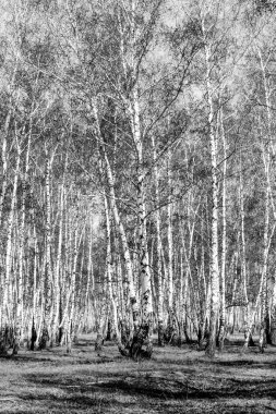 Siyah beyaz huş ağacı grove