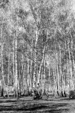 Siyah beyaz huş ağacı grove