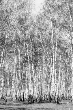 Siyah beyaz huş ağacı grove