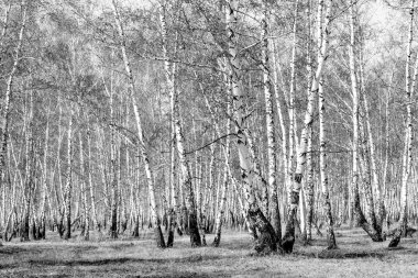 Birch grove in black and white clipart