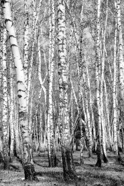 Siyah beyaz huş ağacı grove