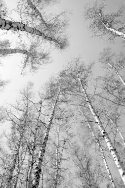 Siyah beyaz huş ağacı grove